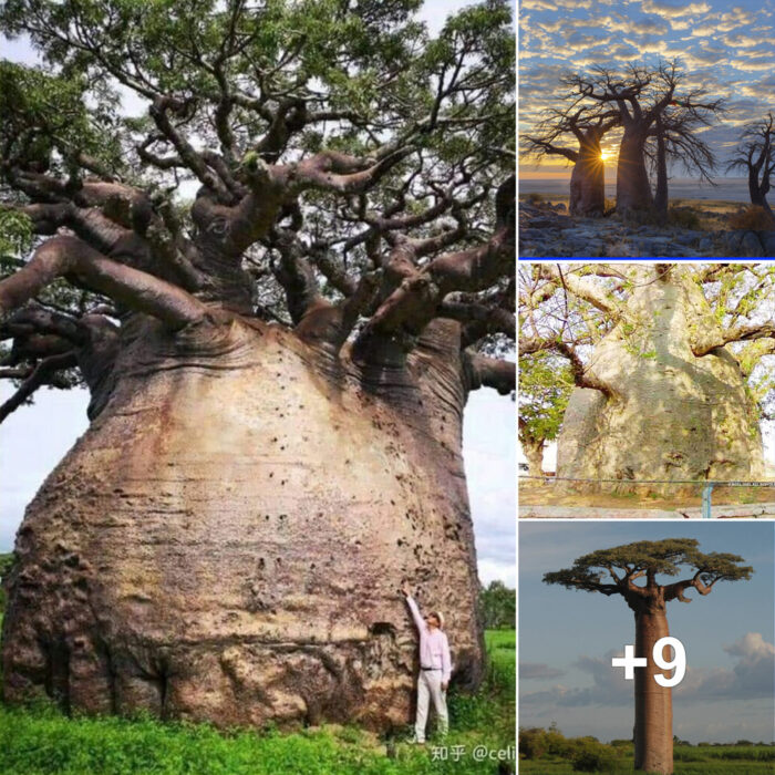 The Baobab Tree: A Window into the Past and Future of Africa